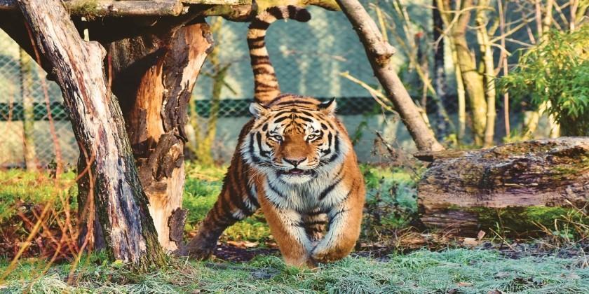 kanha-national-park-tiger kanha-national-park-tiger