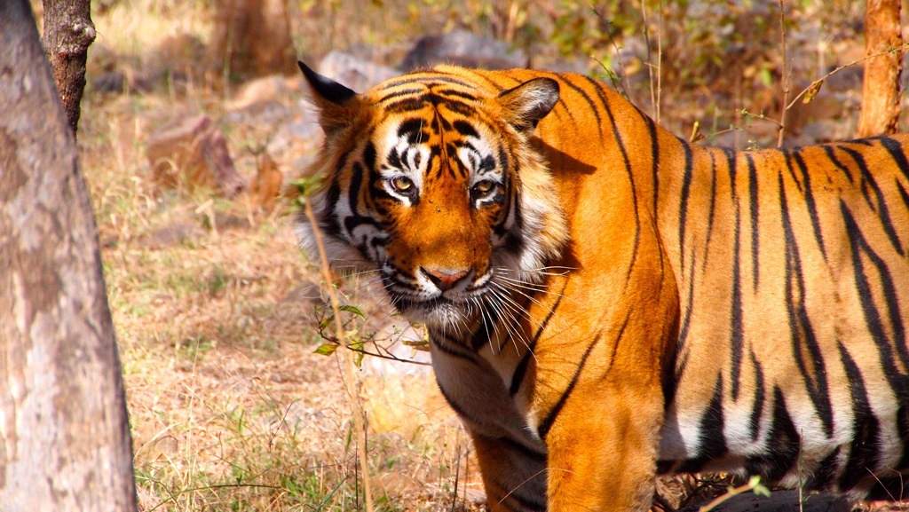 ranthambore-national-park-tiger ranthambore-national-park-tiger
