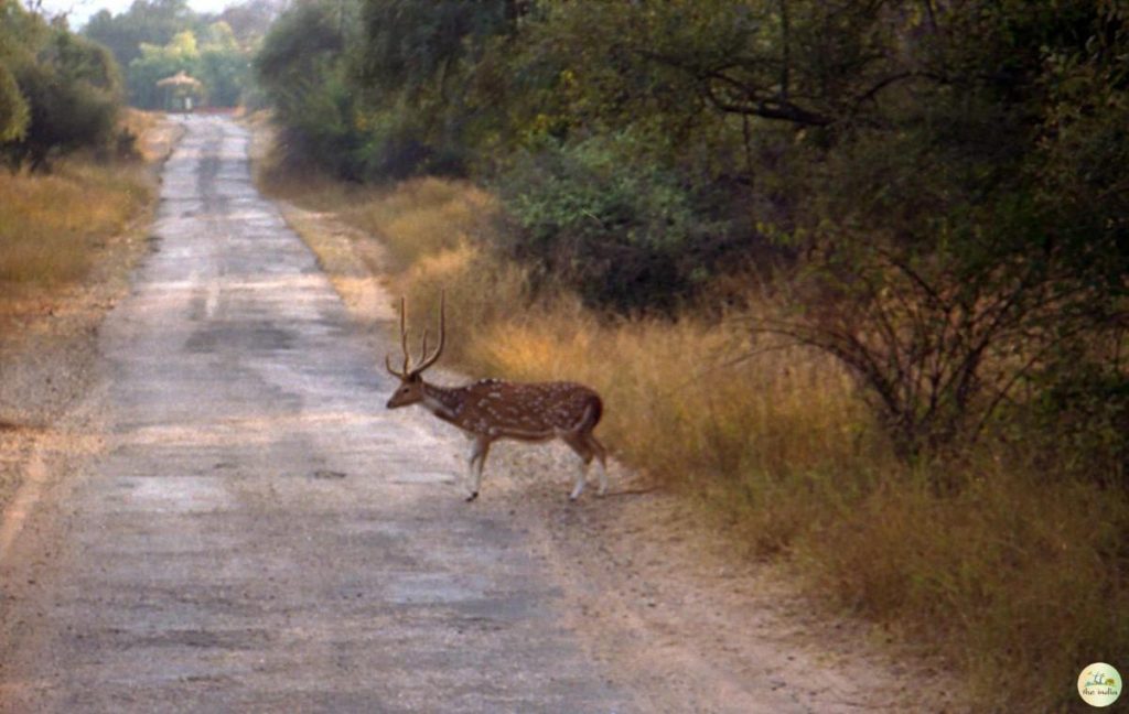 sariska-national-park-64320 Sariska Tiger Reserve: Rajasthan