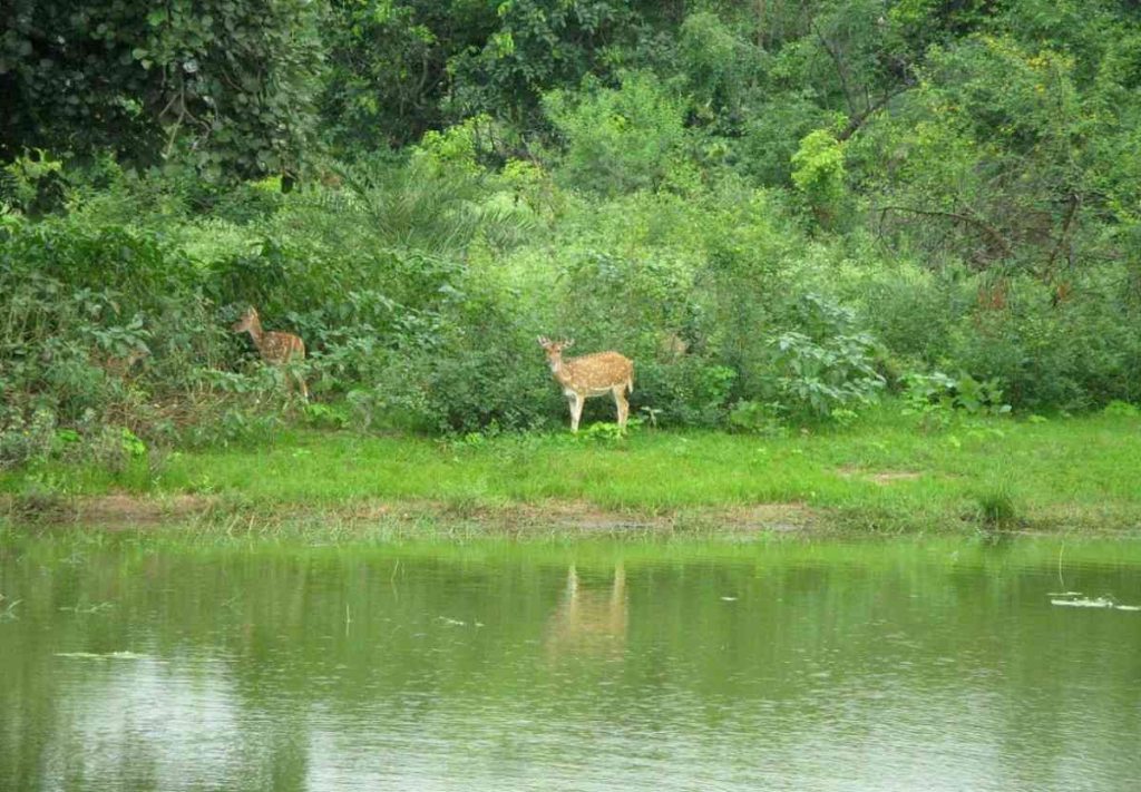 van-vihar-national-park-bhopal_114 Van Vihar National Park (Madhya Pradesh)