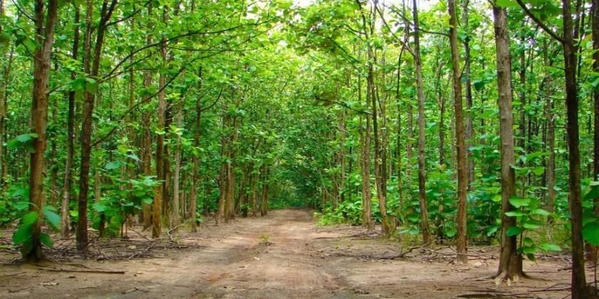 Kottachedu-Teak-Forest Kottachedu Teak Forest