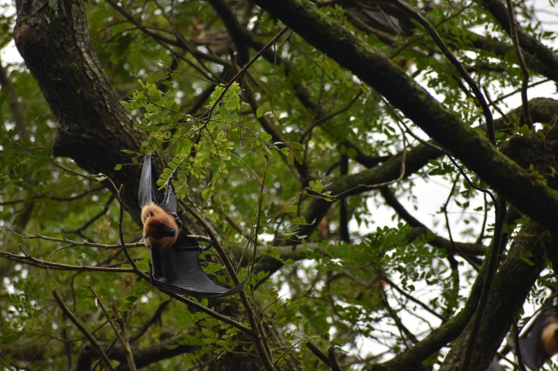 Mangalavanam Bird Sanctuary
