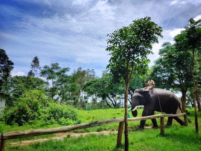 Dubare-Elephant-Camp-768×576 Dubare Elephant Camp