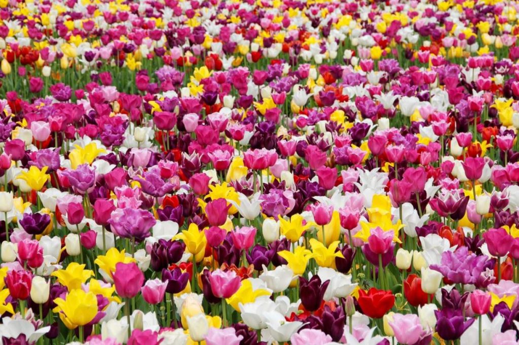 tulip-festival-2026