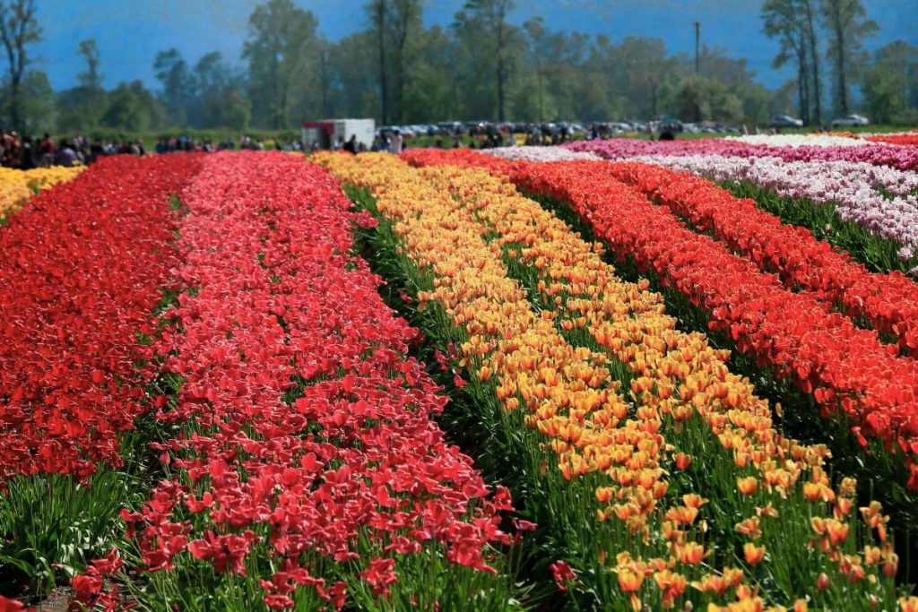 tulip-flowers