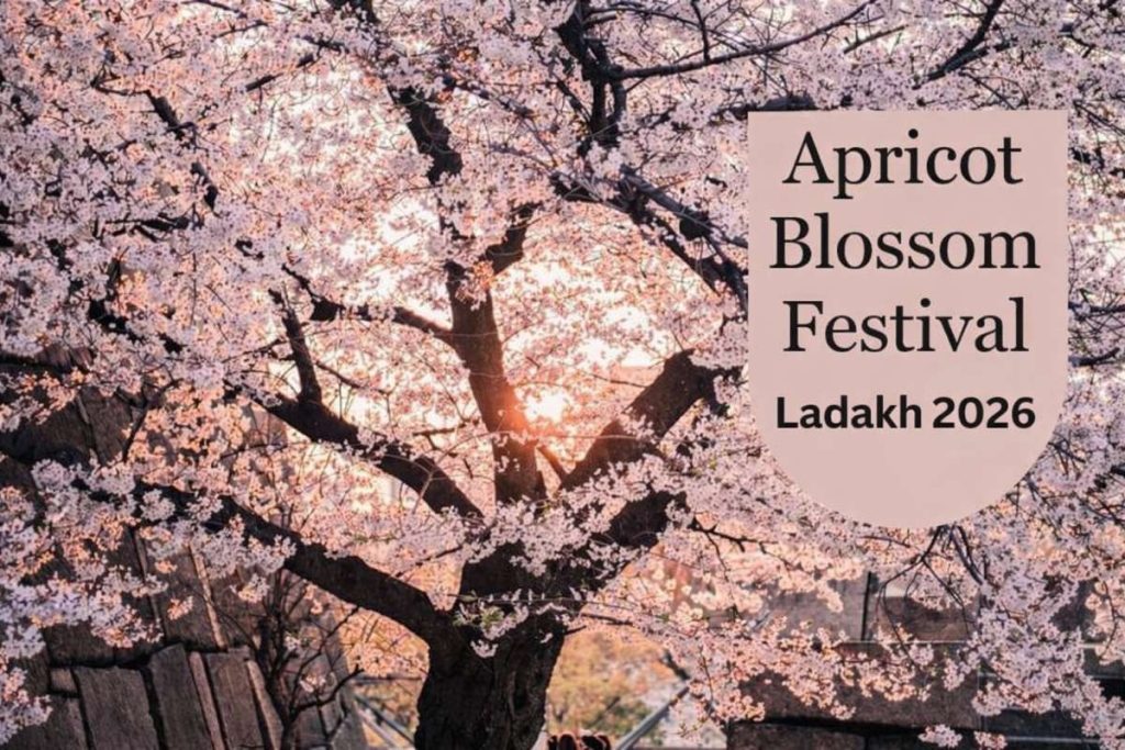 apricot-blossom-festival-2026